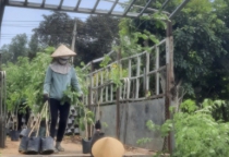 Dịch vụ chăm sóc cây xanh – Vì chúng tôi hiểu bạn!