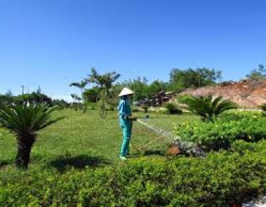 Dịch vụ cắt cây xanh TPHCM uy tín, chuyên nghiệp