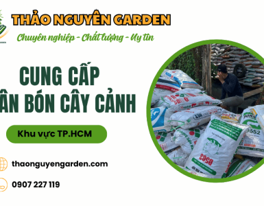 Cung cấp phân bón cây cảnh TPHCM giá tốt, chất lượng