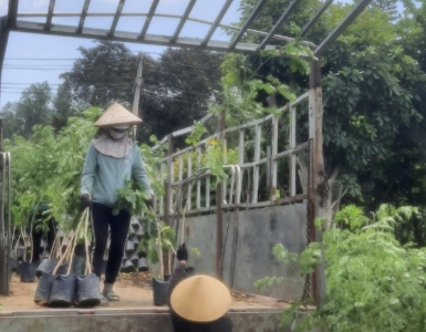 Dịch vụ chăm sóc cây xanh – Vì chúng tôi hiểu bạn!