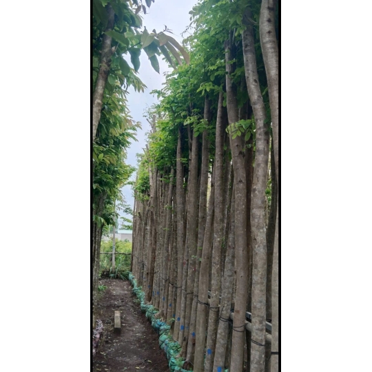 GIÁNG HƯƠNG