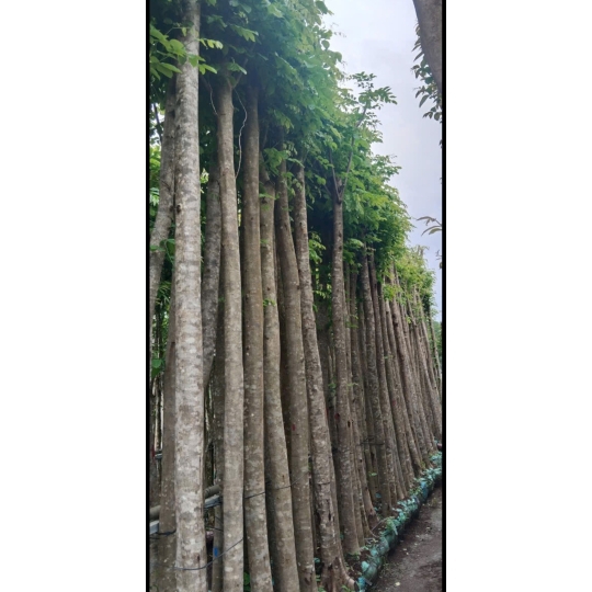 GIÁNG HƯƠNG