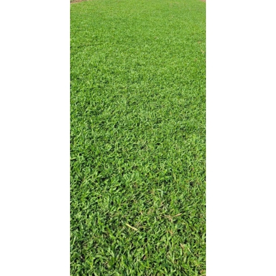 GỪNG TA