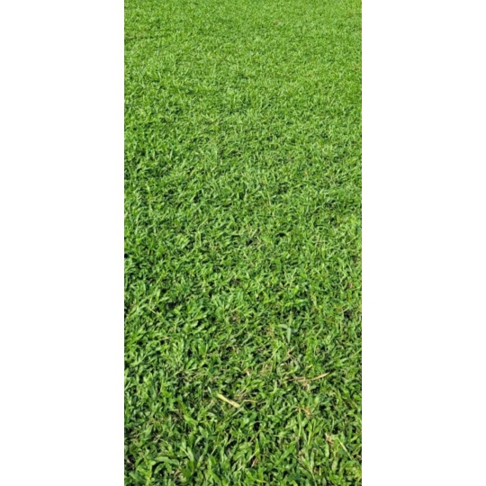 GỪNG TA