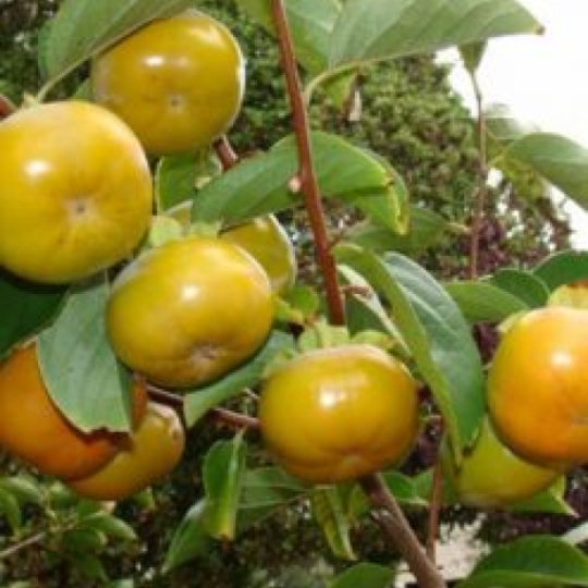 Giống cây hồng nhãn hầu