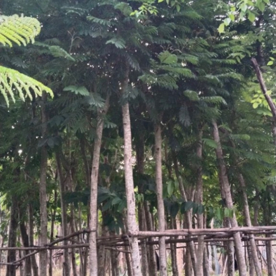 LIM XẸC