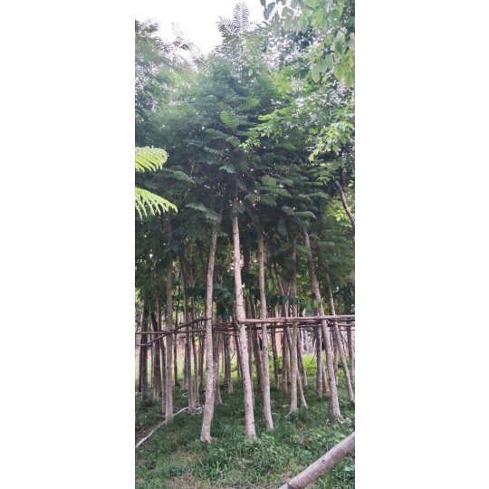 LIM XẸC