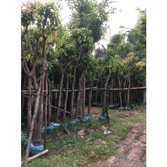 LỘC VỪNG