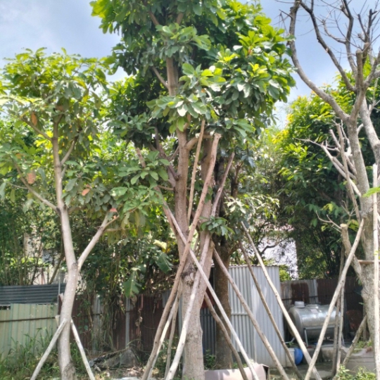 CÂY LỘC VỪNG