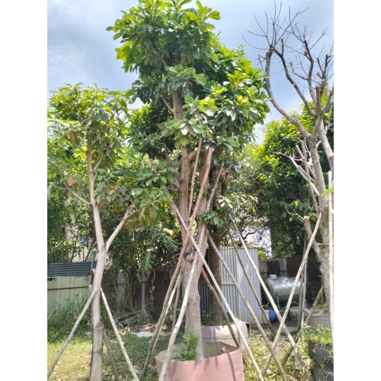 LỘC VỪNG
