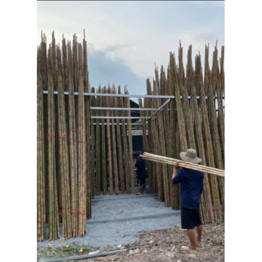 CÂY CHỐNG BẠCH ĐÀN ,TRÚC,TRÀN, TẦM VÔNG