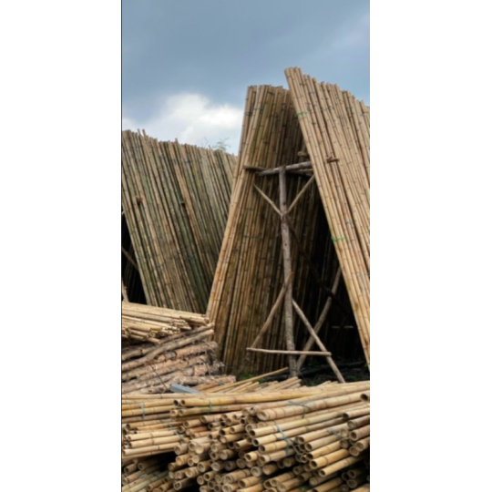 CÂY CHỐNG BẠCH ĐÀN ,TRÚC,TRÀN, TẦM VÔNG