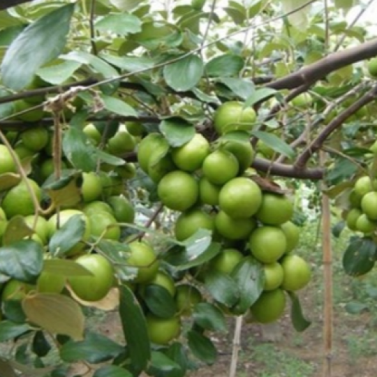 Giống cây táo thái lan