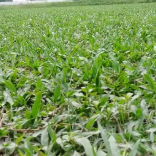 CỎ LÁ TRE