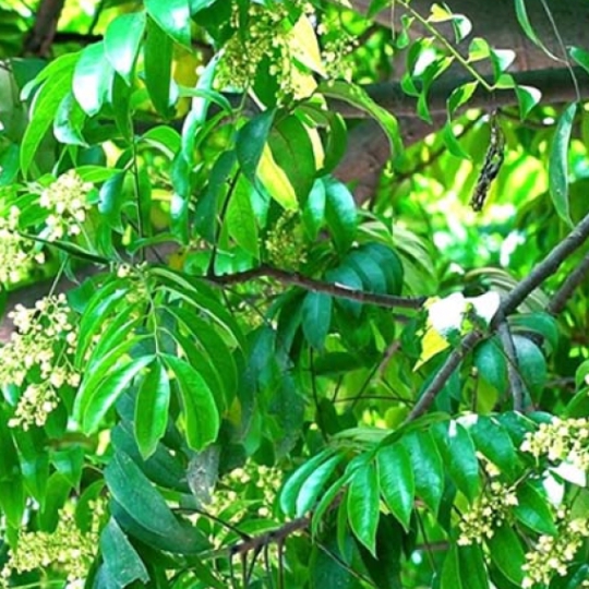 CÂY SẤU