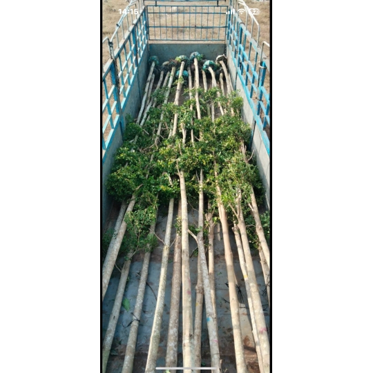 CÂY BÀNG ĐÀI LOAN