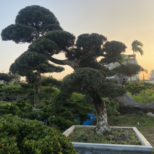 TÙNG NHẬT