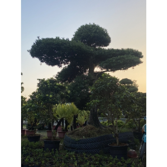 TÙNG NHẬT