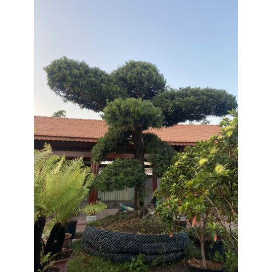 TÙNG NHẬT