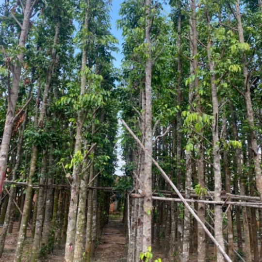 SAO ĐEN