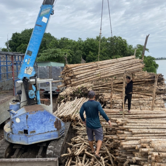 CÂY CHỐNG BẠCH ĐÀN ,TRÚC,TRÀN, TẦM VÔNG