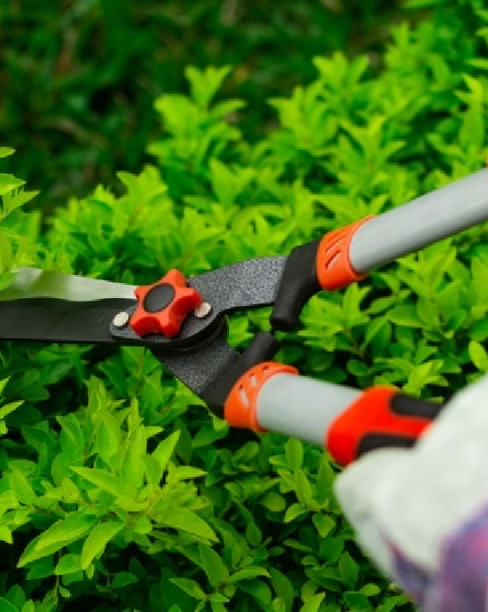 Bảo dưỡng cây xanh – Dịch vụ cắt cỏ chuyên nghiệp tại Thảo Nguyên Garden