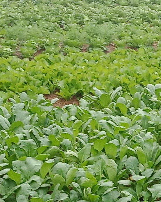 Kiểm tra xử lý sâu bệnh chuyên nghiệp – Cảnh Quan Thảo Nguyên Garden