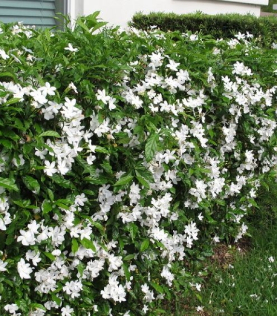 HOA LÀI TAY
