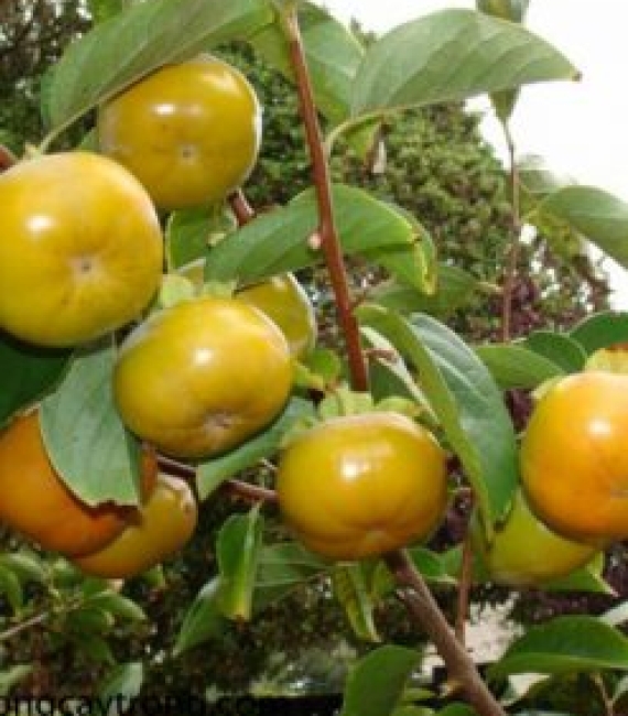 Giống cây hồng nhãn hầu