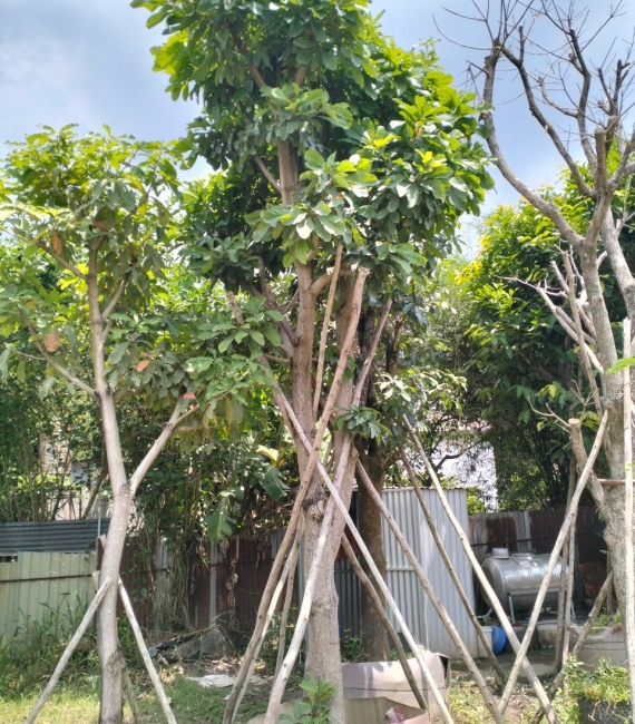CÂY LỘC VỪNG