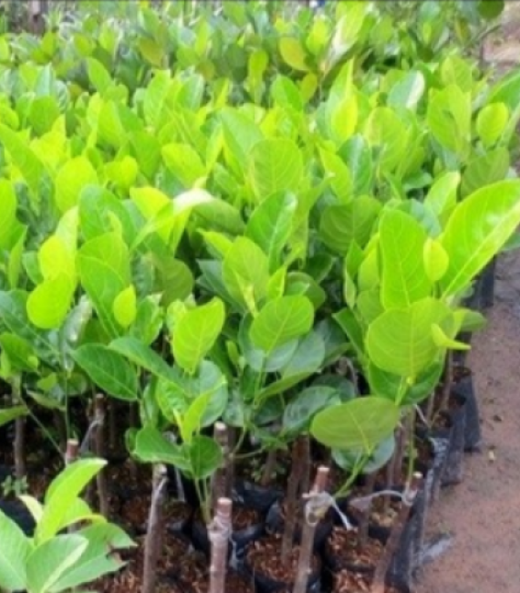 Giống mít không hạt