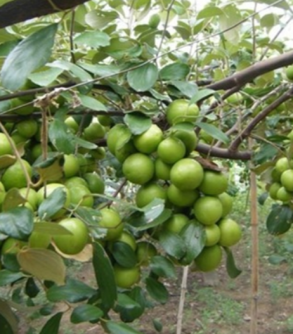 Giống cây táo thái lan
