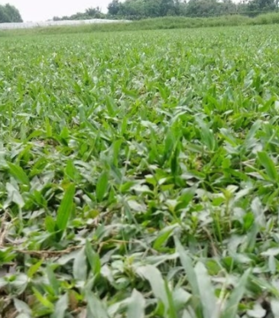 CỎ LÁ TRE