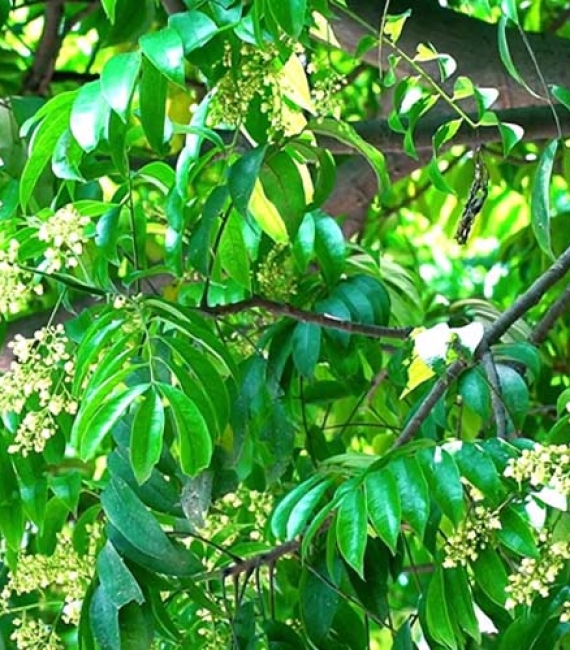 CÂY SẤU